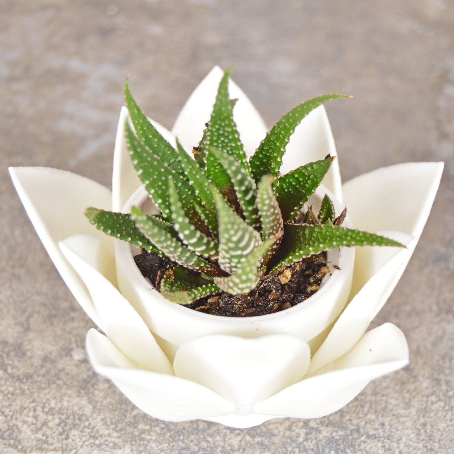 Lotus Succulent Pots Small, Lotus Flower Planter, Succulent Planter Pot, Succulent Pot Cute, Air Plant Holder Desk, Air Plant Holders Cute