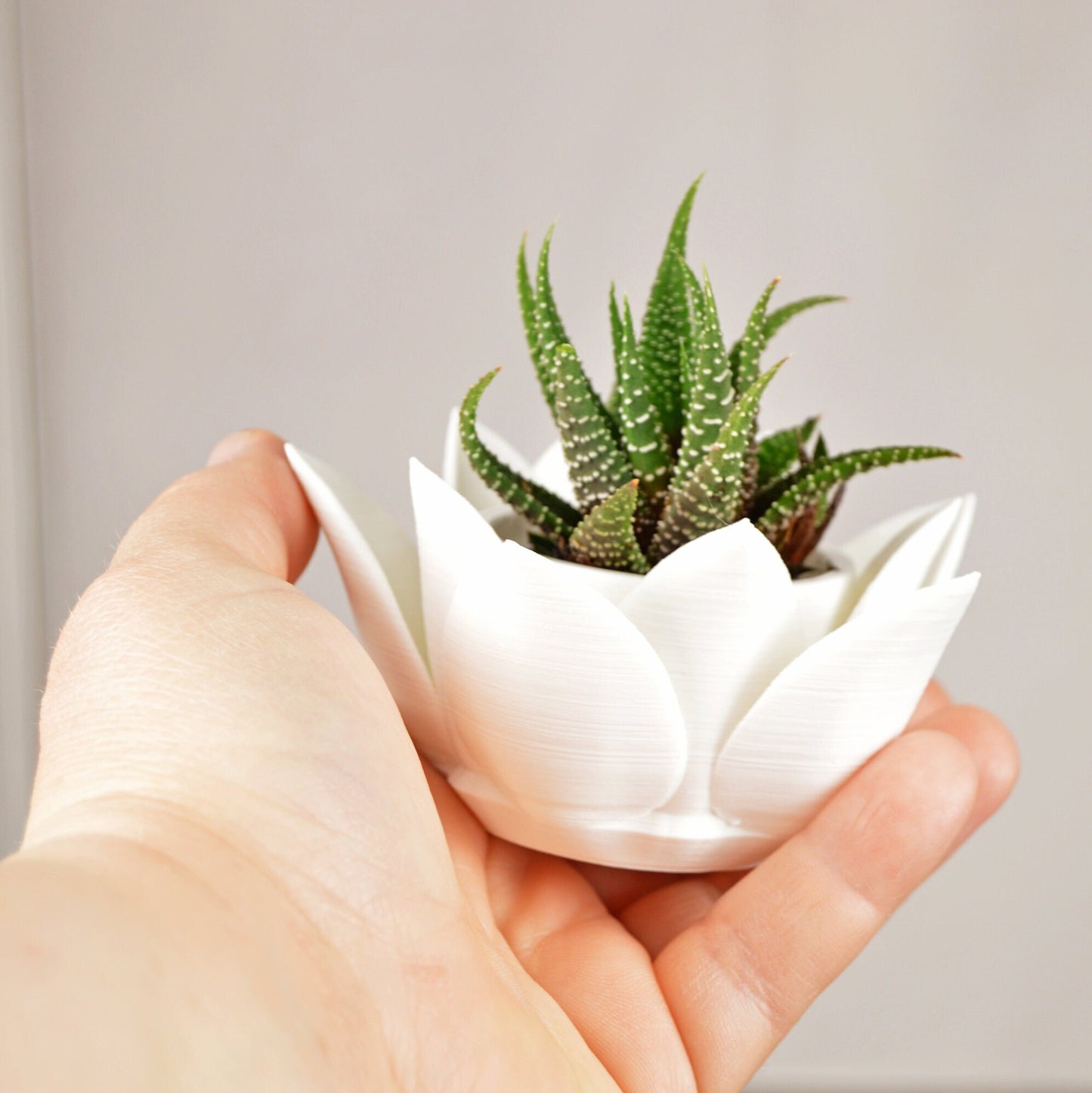 Lotus Succulent Pots Small, Lotus Flower Planter, Succulent Planter Pot, Succulent Pot Cute, Air Plant Holder Desk, Air Plant Holders Cute